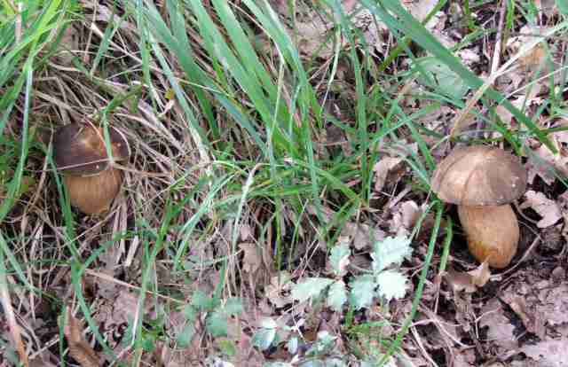  Image name: 107 Porcino.jpg 
 width: 640 pixel 
 height: 414 pixel 
 Size: 32738 bytes 
 Click to enlarge 